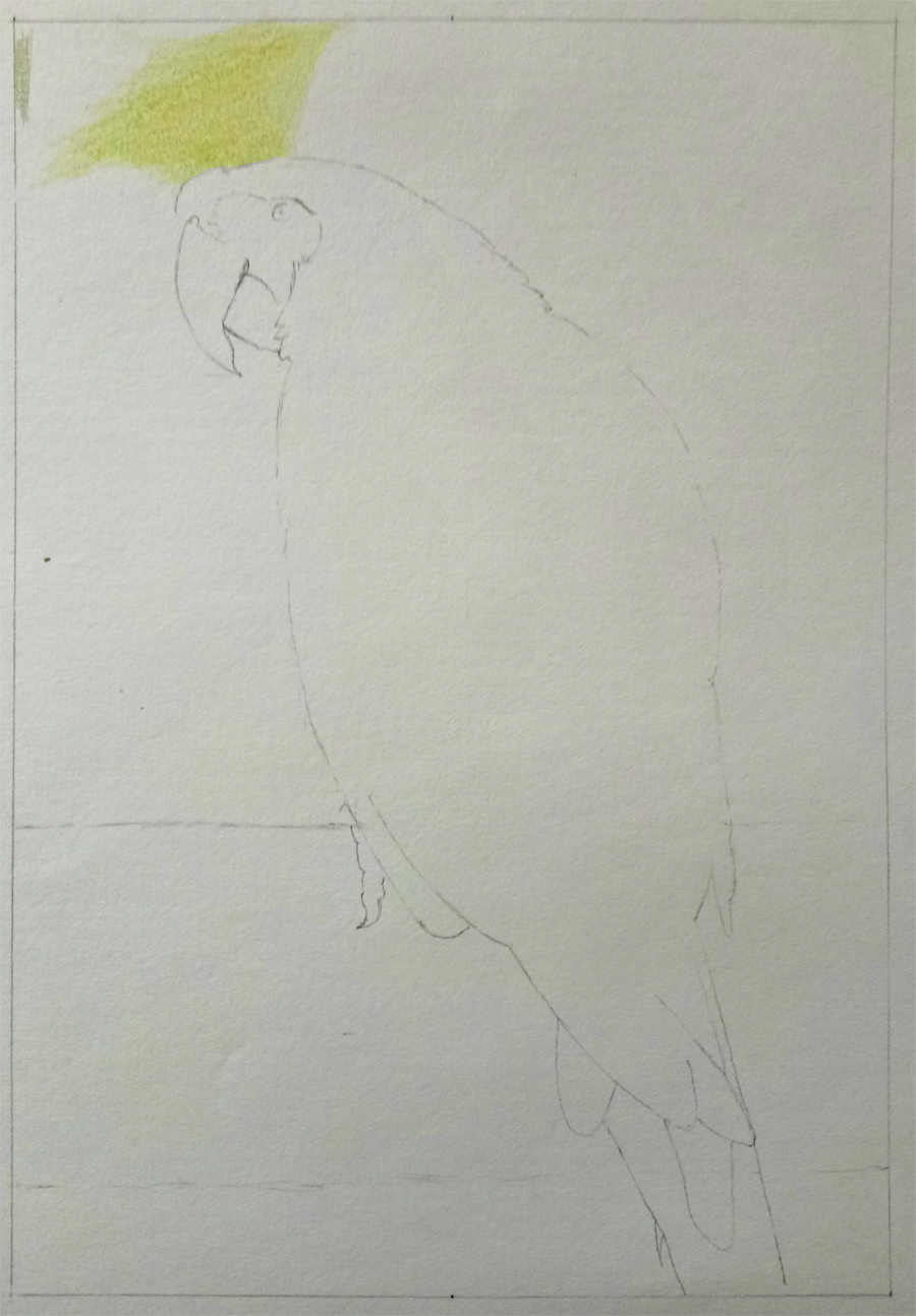 900x1294 scarlet macaw parrot colored pencil drawing on behance - Parrot Pencil Drawing