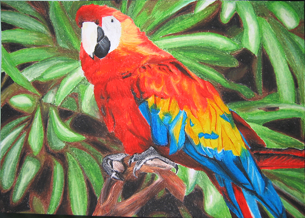1000x715 easy drawing of parrot realistic nature parrot drawing how to draw - Parrot Picture Drawing