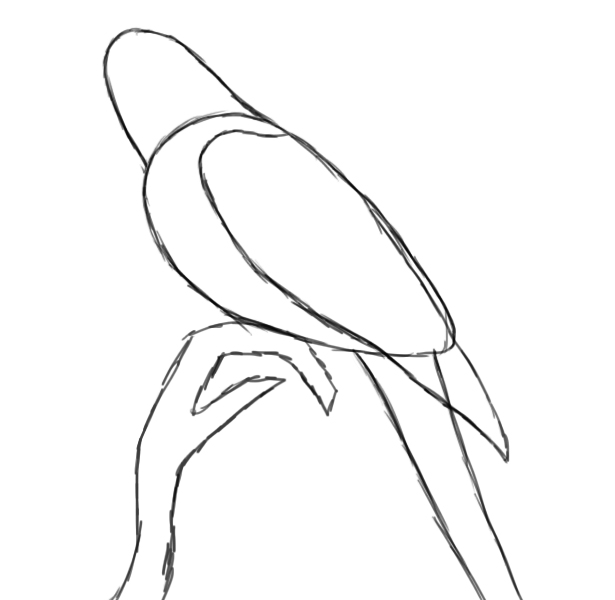 615x600 How To Draw A Parrot - Parrot Picture Drawing