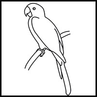 200x200 how to draw parrots drawing tutorials drawing how to draw - Parrot Picture Drawing