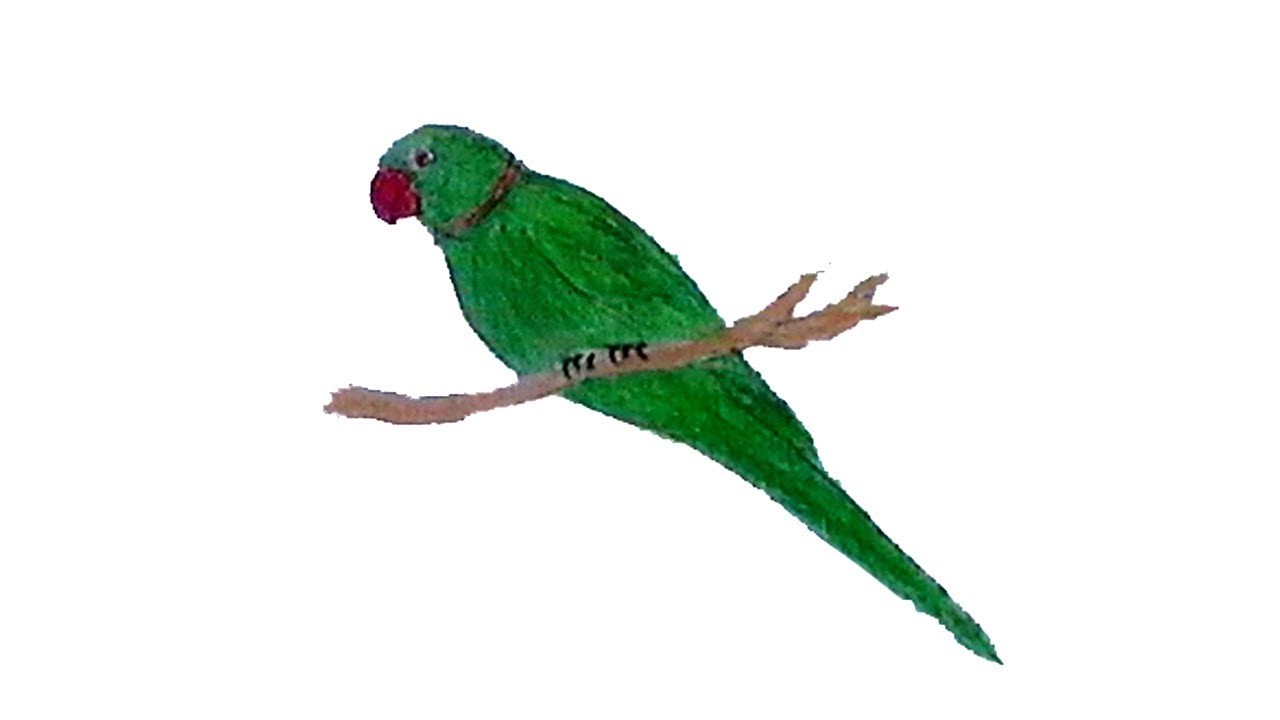 1280x720 How To Draw A Parrot Step - Parrot Picture Drawing