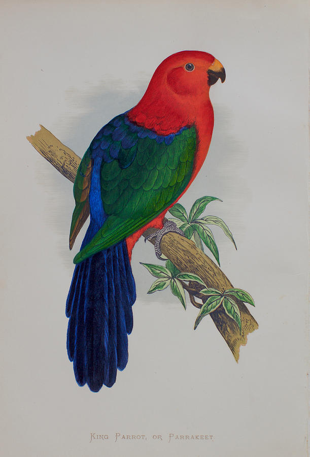 611x900 King Parrot - Parrot Picture Drawing