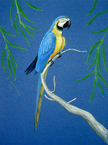 224x300 original pastel drawing blue gold macaw parrot bird wildlife art - Parrot Picture Drawing