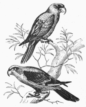 304x375 parrots drawing - Parrot Picture Drawing