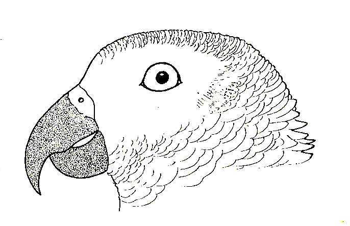 686x443 Biological Drawings Bird Beaks African Grey Parrot Birds - Parrot Picture Drawing