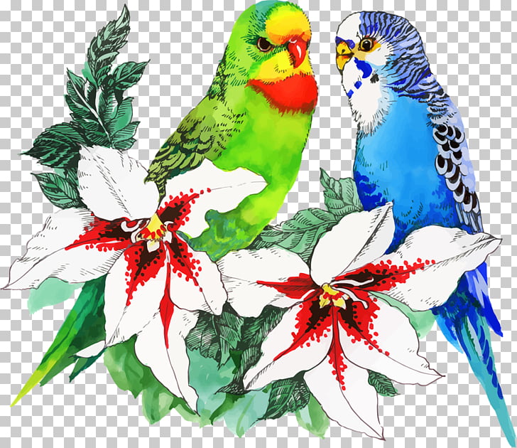 728x630 Bird Parrot Drawing Flower, Watercolor Animals Png Clipart Free - Parrot Picture Drawing