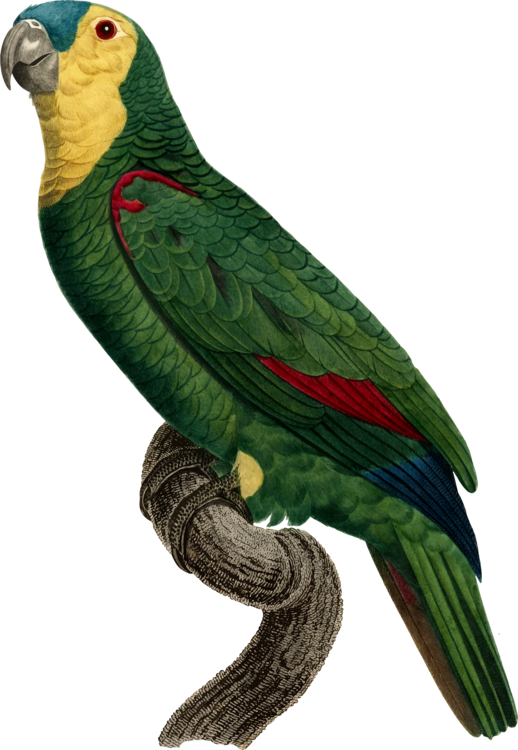 518x750 budgerigar macaw true parrot drawing loriini cc0 - Parrot Picture Drawing