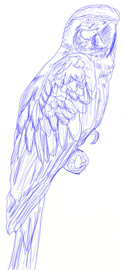 250x553 How To Draw A Parrot - Parrot Sketch Drawing