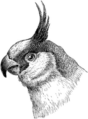 288x392 Learn How To Use Your Drawing Pencils - Parrot Sketch Drawing