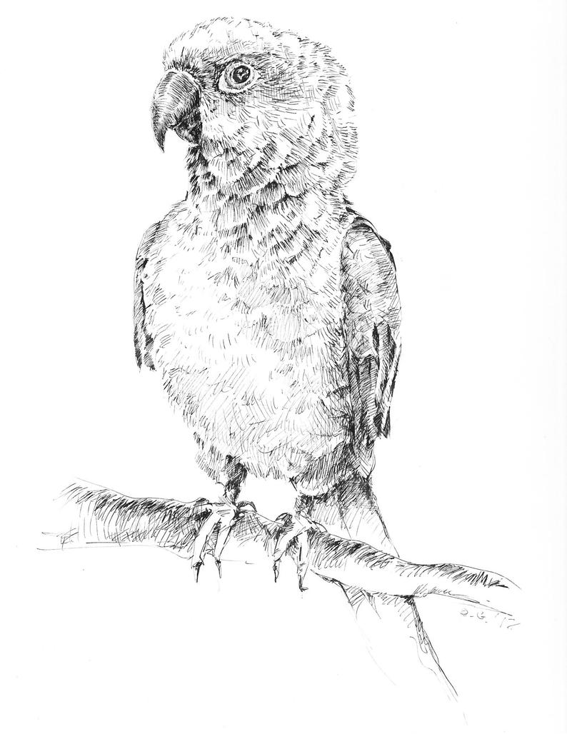794x1028 Lovebird Sketch Parrot Pen And Ink Bird Black And White Etsy - Parrot Sketch Drawing