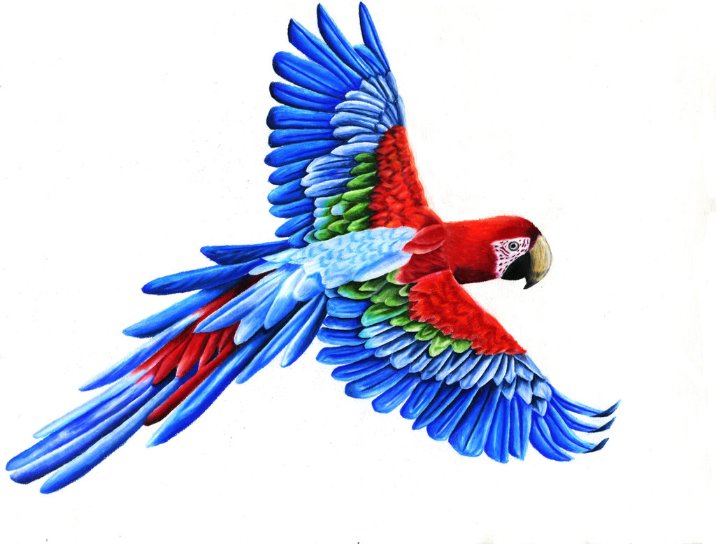 1024x778 Parrot Drawing Pencil Sketch Colorful Realistic Art Images - Parrot Sketch Drawing