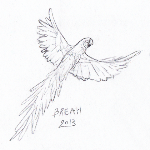 480x480 Parrot In Flight Art - Parrot Sketch Drawing