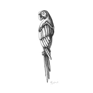 300x300 Parrot Ink Sketch Original Art - Parrot Sketch Drawing