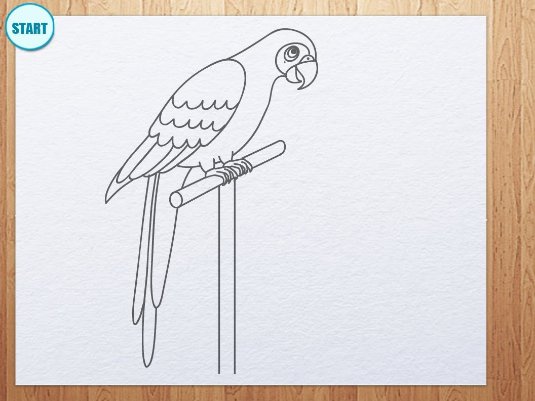 1056x793 parrot pencil sketches how to draw parrot - Parrot Sketch Drawing