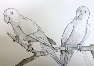 300x210 parrot pencil sketches how to sketch a parrot step pencil art - Parrot Sketch Drawing