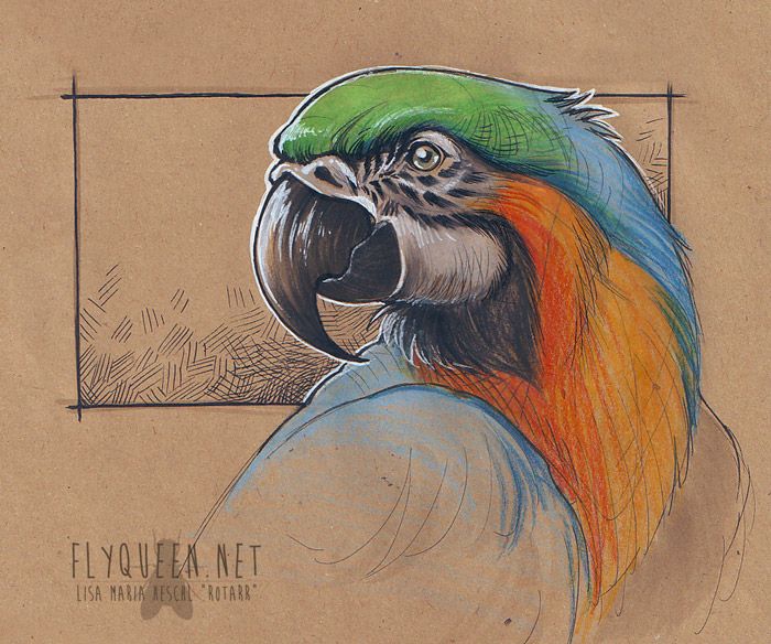 700x584 Parrot Sketch - Parrot Sketch Drawing