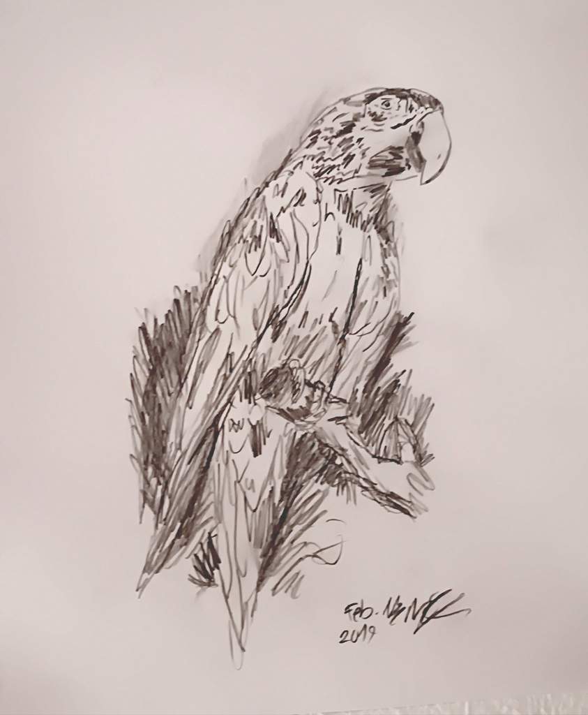 843x1024 Parrot Sketch Art Amino - Parrot Sketch Drawing