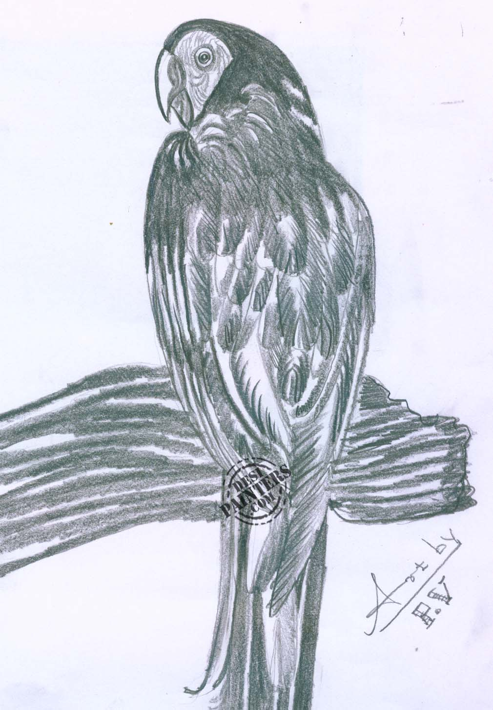 1010x1454 pencil drawing pics or macaw parrot sketch drawing at getdrawings - Parrot Sketch Drawing