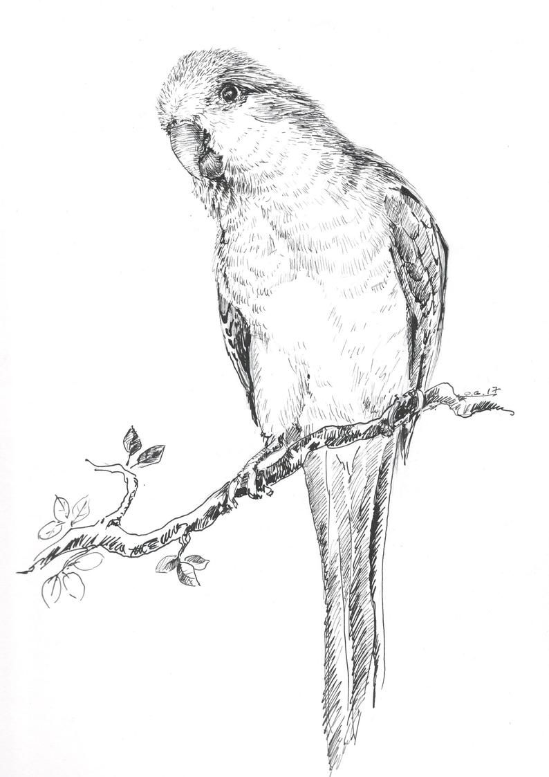 794x1123 Quacker Drawings Bird Pictures Parrot Illustration Original Etsy - Parrot Sketch Drawing