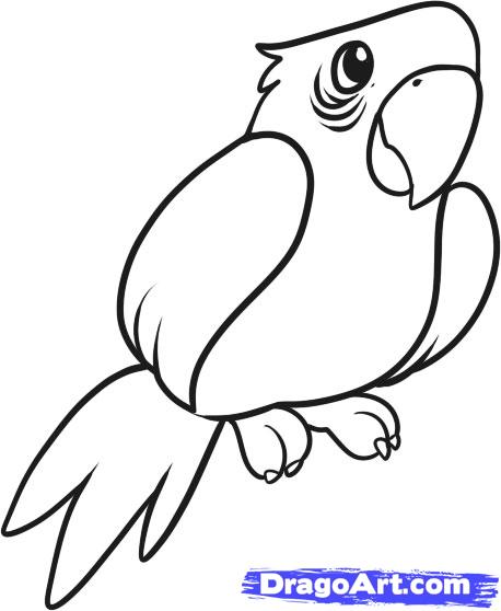 458x558 Step How To Draw A Parrot For Kids - Parrot Sketch Drawing