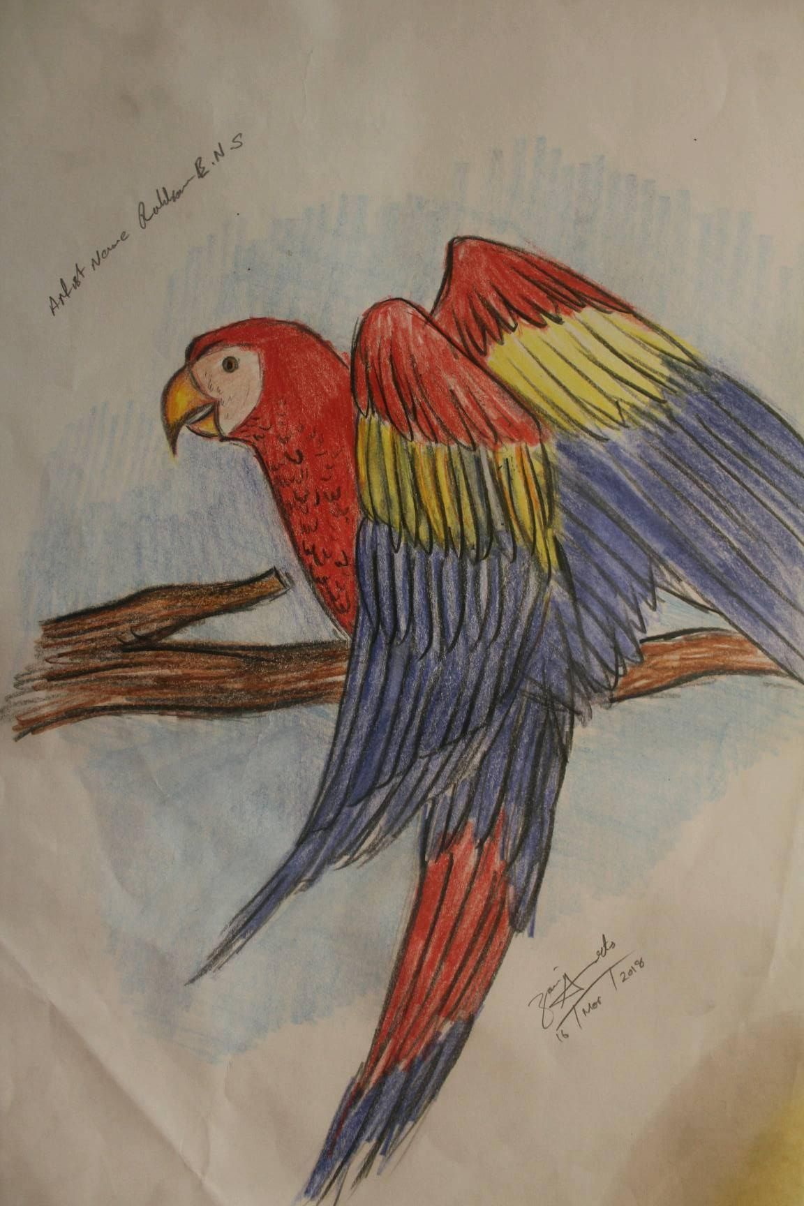1152x1728 Parrot Sketch Draw With Fiber Castell Water Pencil Colors - Parrot Sketch Drawing