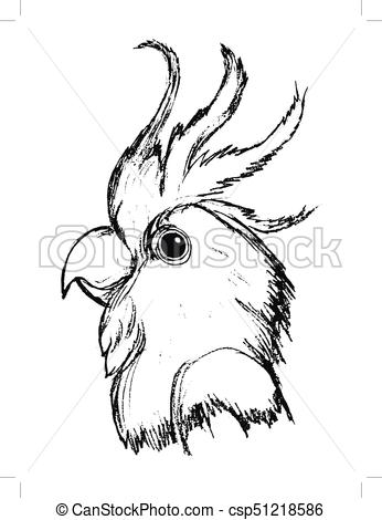 346x470 head of parrot vector, sketch, hand drawn illustration of parrot - Parrot Sketch Drawing