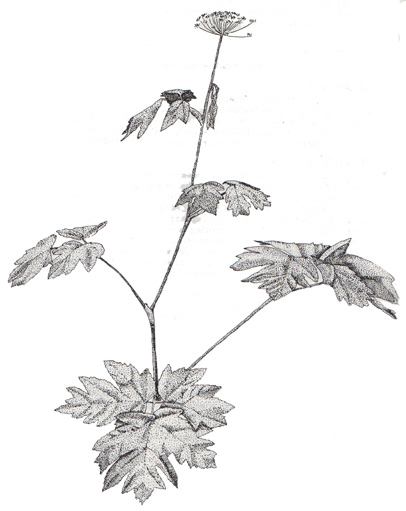 406x511 alaska's wilderness medicines - Parsnip Drawing