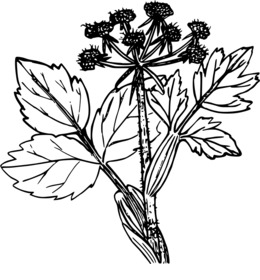 260x280 drawing, illustration, cattle, transparent png image clipart - Parsnip Drawing