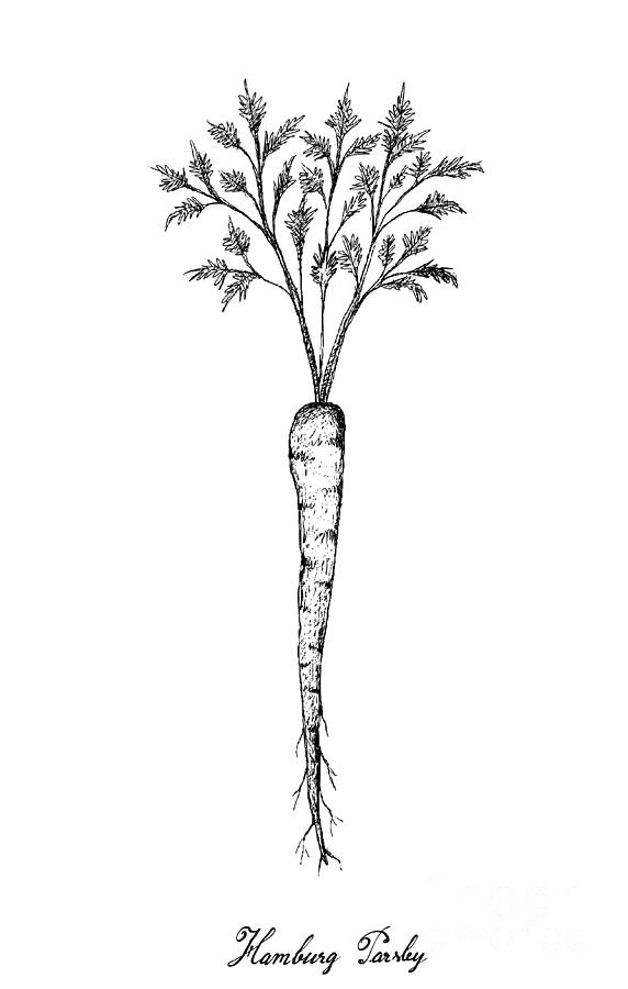 572x900 Hand Drawn Of Green Hamburg Parsley On White Background - Parsnip Drawing