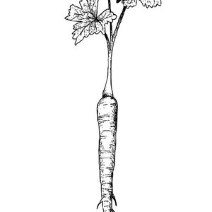 300x300 Hand Drawn Of Parsnip On White Background Drawing - Parsnip Drawing