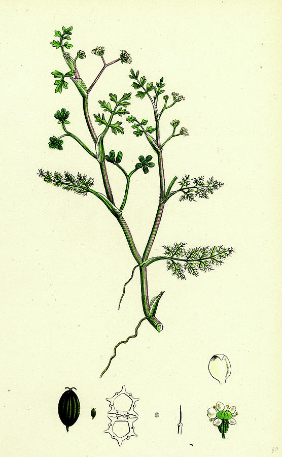 556x900 Helosciadium Inundatum Least Water Parsnip Drawing - Parsnip Drawing