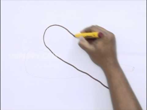 480x360 How To Draw A Parsnips - Parsnip Drawing