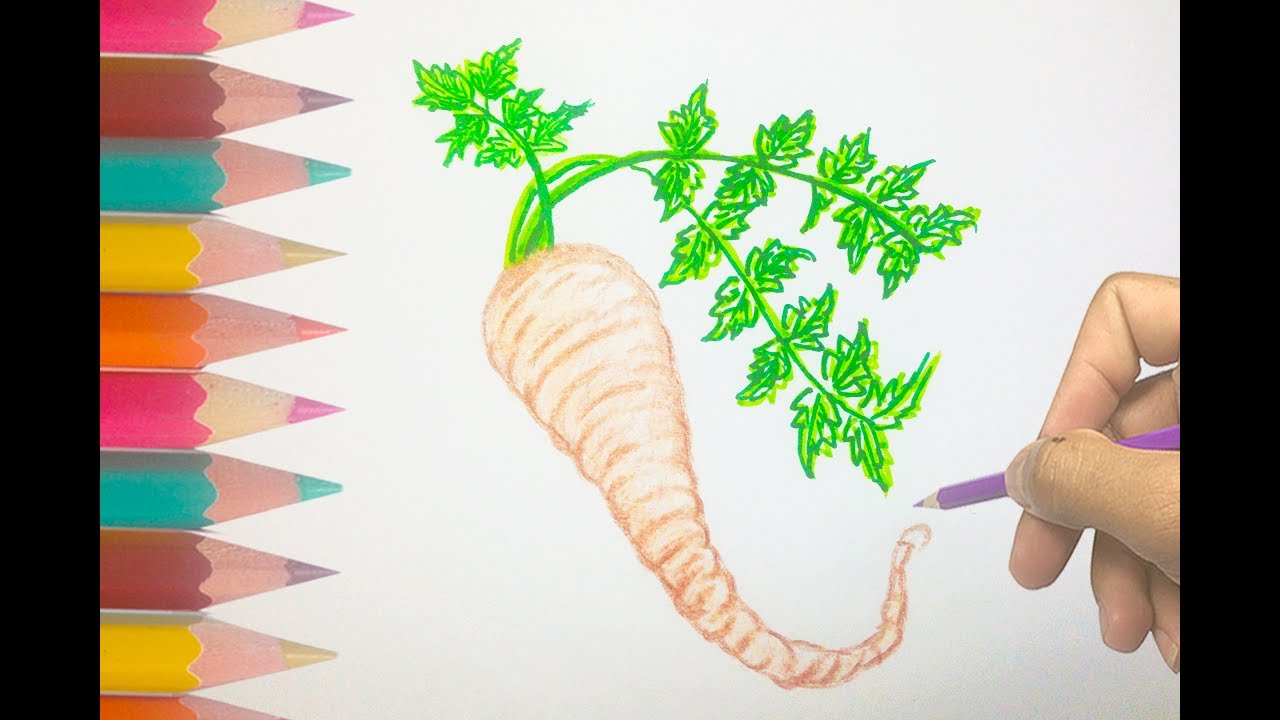 1280x720 How To Draw A Parsnips List Of Vegetables Hd - Parsnip Drawing