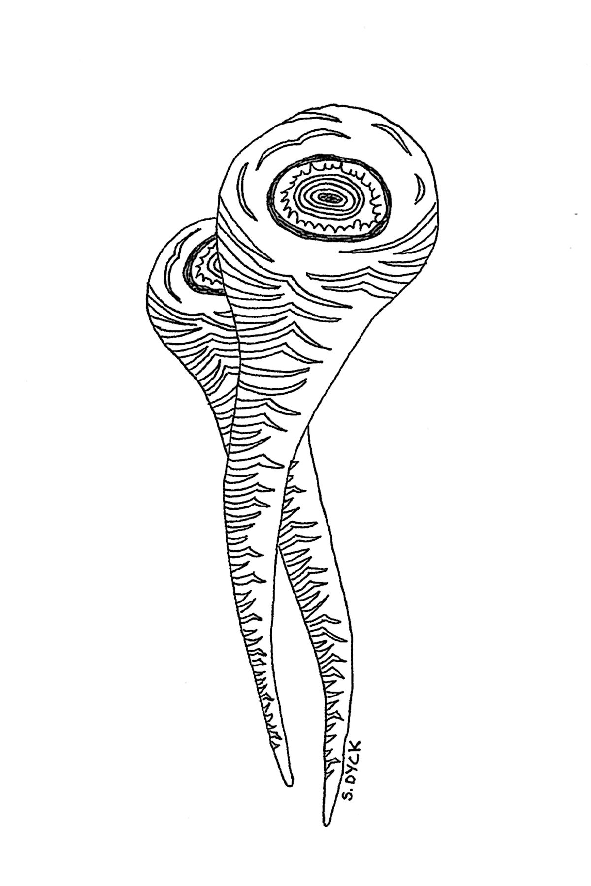 1200x1800 Parsnip - Parsnip Drawing