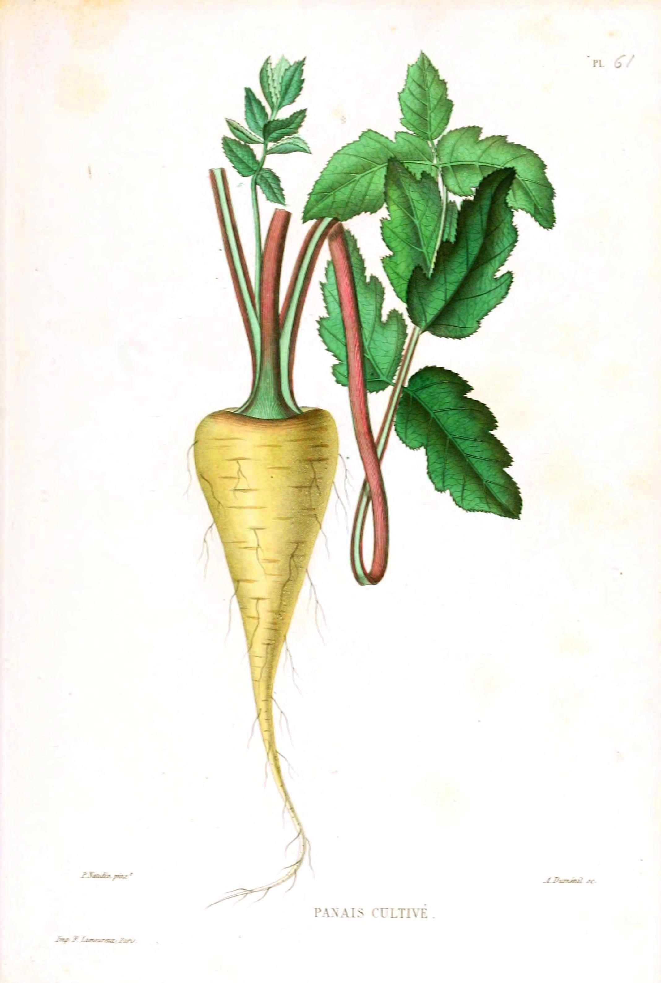 2137x3178 parsnips in winter tattoo botanical flowers, botanical - Parsnip Drawing