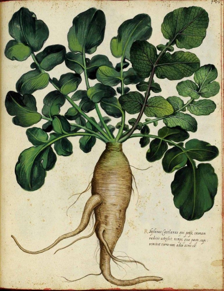 771x1000 Botanical - Parsnip Drawing