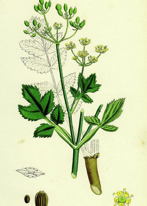 500x700 Pastinaca Sativa Wild Parsnip Greeting Card For Sale - Parsnip Drawing