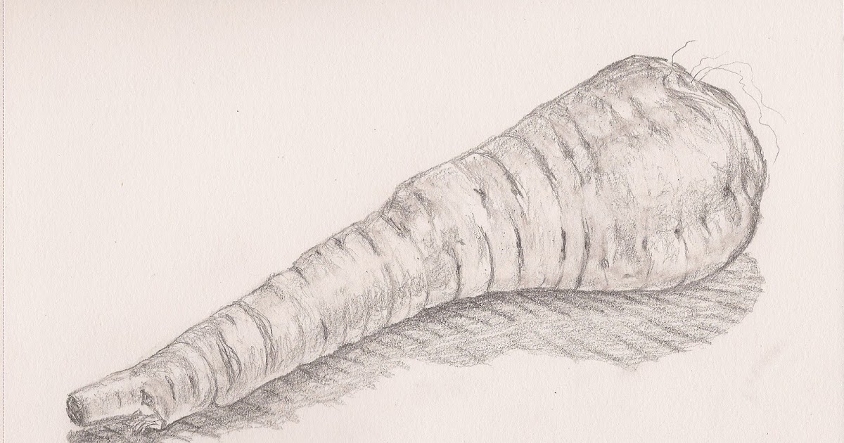 1200x630 Sketch A Day November - Parsnip Drawing