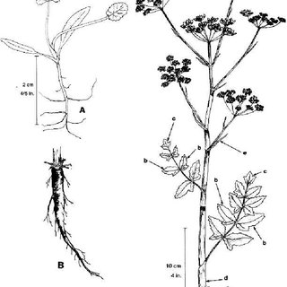 320x320 Wild Parsnip, Pastinaca Sativa L - Parsnip Drawing