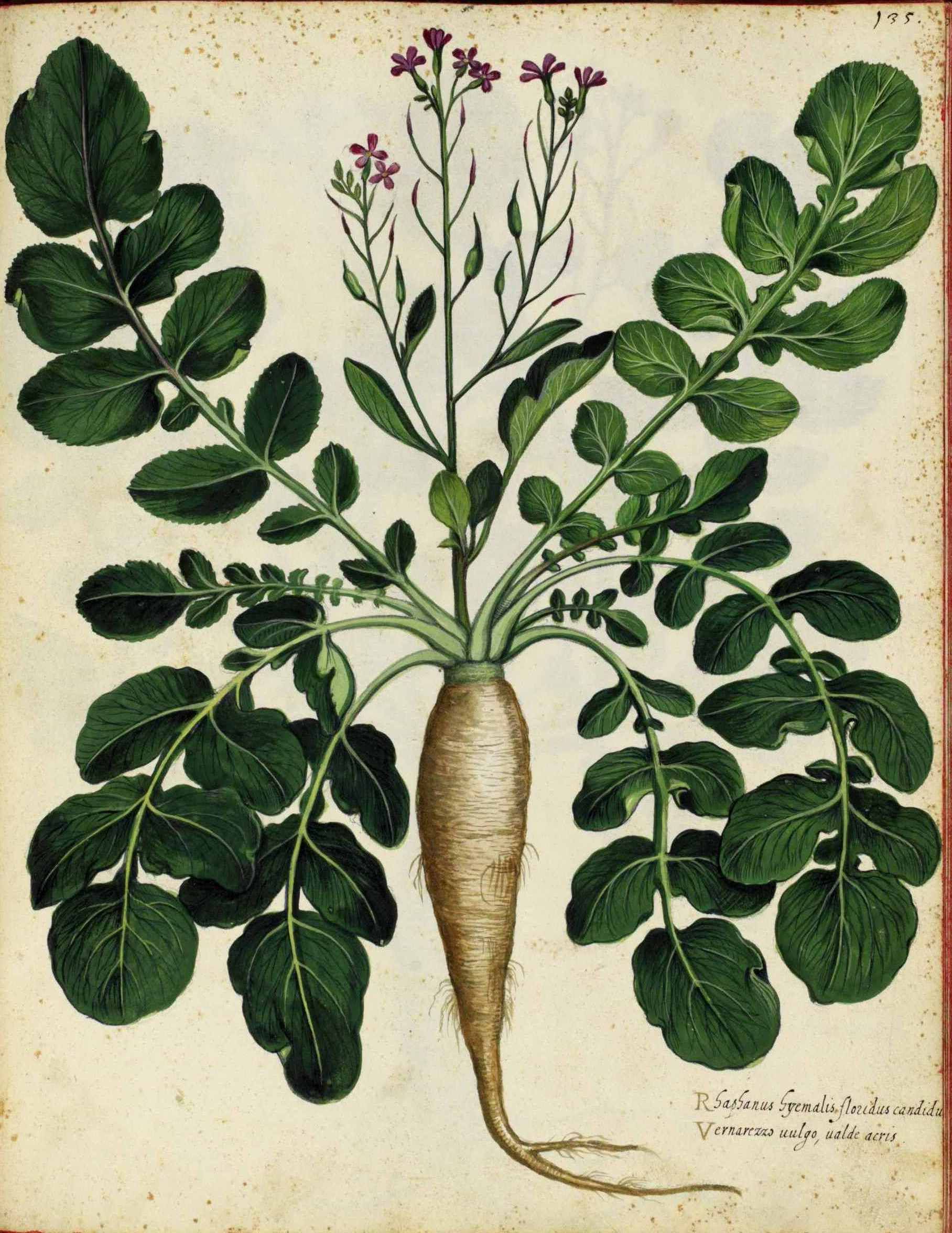1816x2352 botanicals botanical prints - Parsnip Drawing