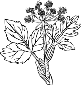 285x298 Cow Parsnip Drawing Clip Art - Parsnip Drawing