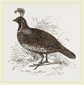 297x300 galifornian partridge drawing - Partridge Drawing