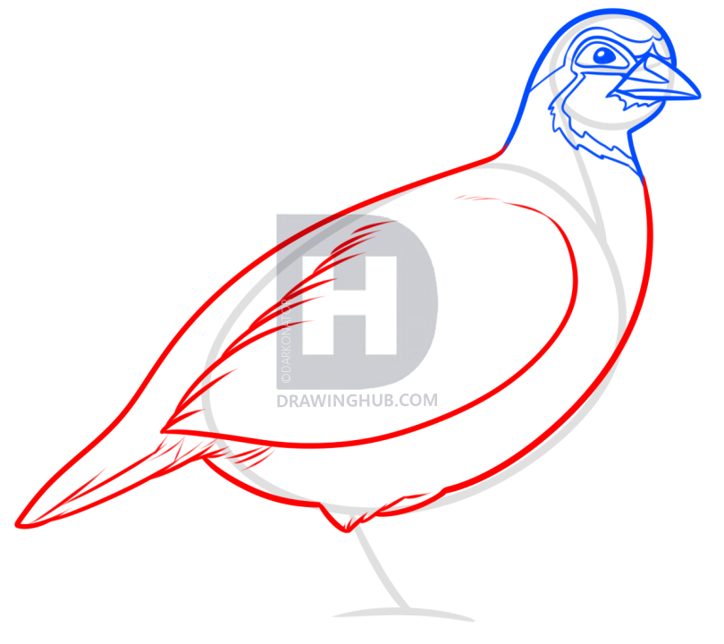 810x720 how to draw a partridge, step - Partridge Drawing