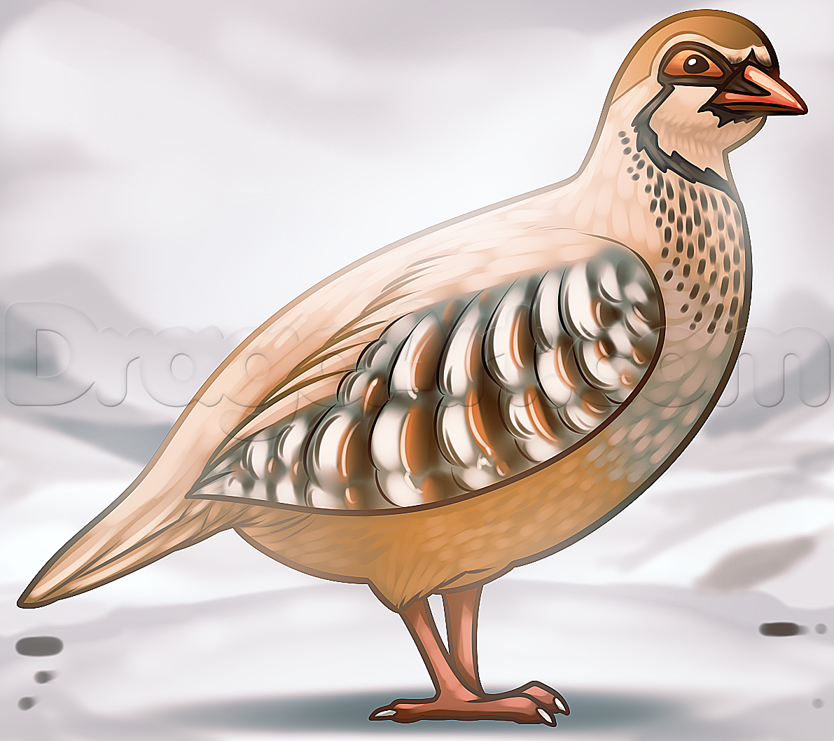 1191x1058 how to draw a partridge, step - Partridge Drawing