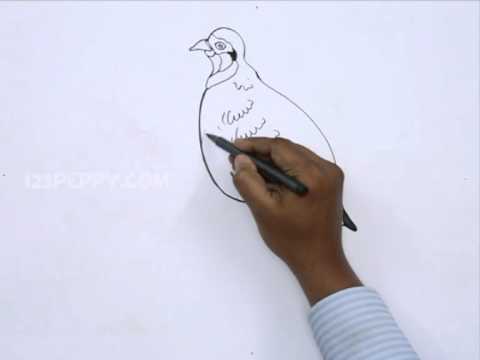 480x360 how to draw a partridge - Partridge Drawing