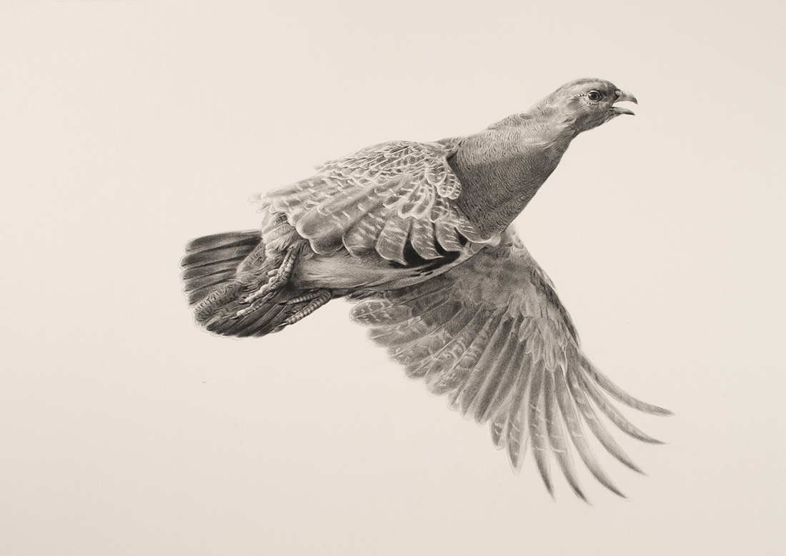 1100x778 jonathan pointer - Partridge Drawing
