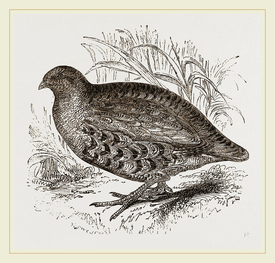 Partridge Drawing at Explore collection of