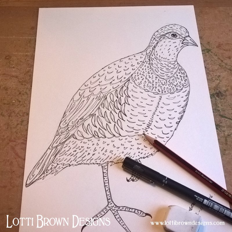 800x800 partridge in the hedgerow - Partridge Drawing