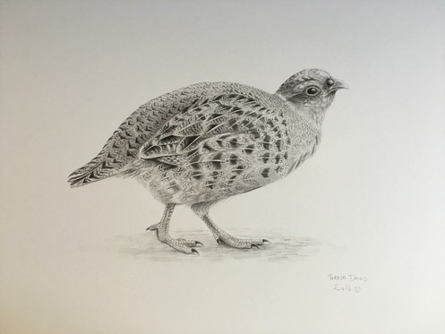 Partridge Drawing at PaintingValley.com | Explore collection of ...