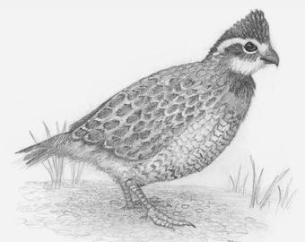 340x270 partridge pencils etsy - Partridge Drawing